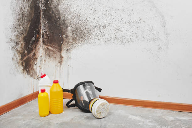 Best Mold Testing  in Ridgecrest, CA
