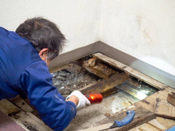 Crawl Space Mold Removal in Ridgecrest, CA