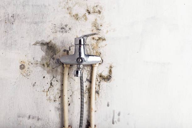 Best Local Mold Removal Service  in Ridgecrest, CA