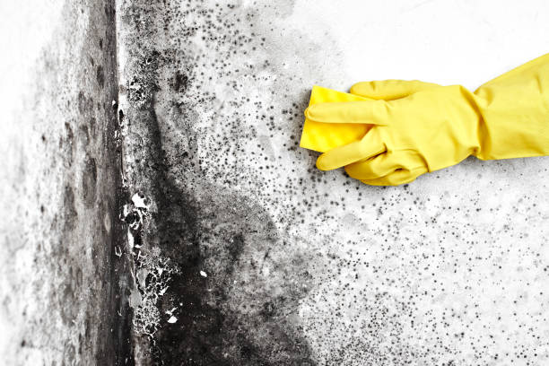 Best Fast Mold Removal  in Ridgecrest, CA