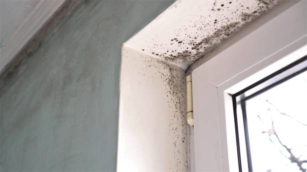 Best Emergency Mold Removal  in Ridgecrest, CA