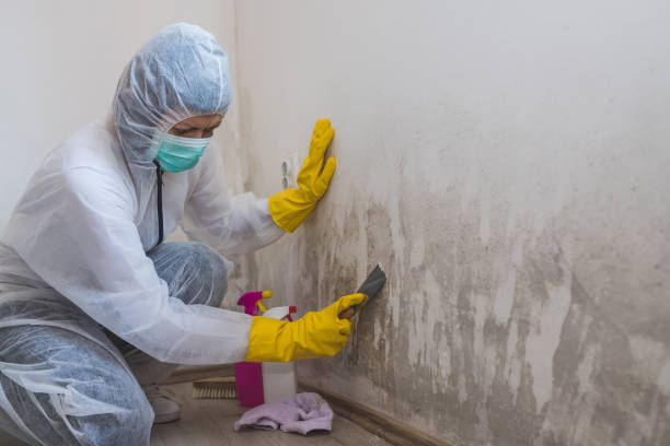 Best Mold Remediation Experts  in Ridgecrest, CA