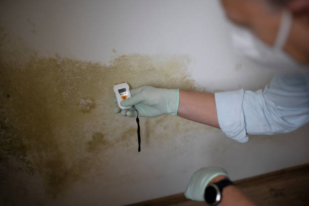 Trusted Ridgecrest, CA Mold Removal Experts