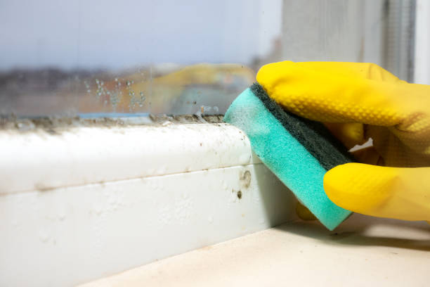 Best Attic Mold Removal  in Ridgecrest, CA