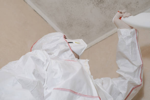 Mold Removal Process in Ridgecrest, CA