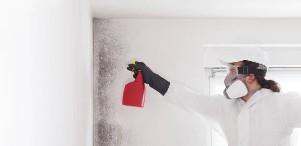 Best Mold Cleaning Services  in Ridgecrest, CA