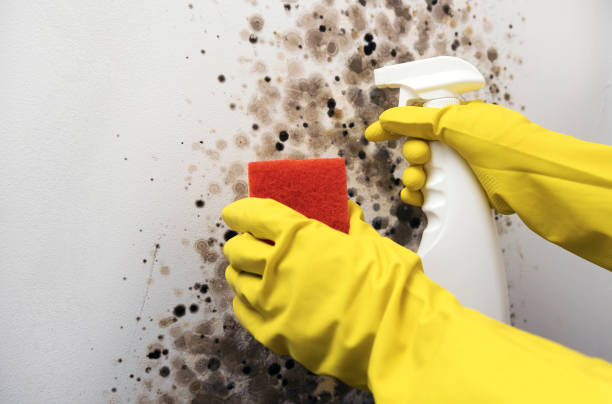 Best Black Mold Removal  in Ridgecrest, CA