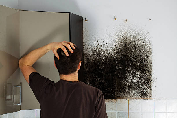 Best Certified Mold Removal  in Ridgecrest, CA
