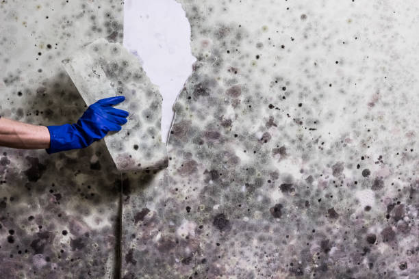 Best Best Mold Removal Companies  in Ridgecrest, CA