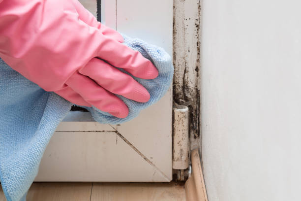 Best Fast Mold Removal  in Ridgecrest, CA