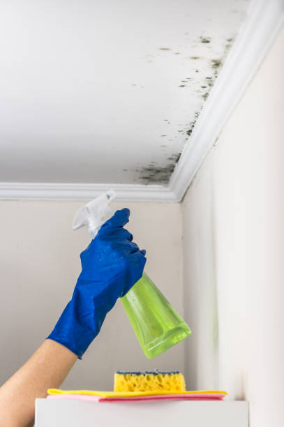 Best Toxic Mold Removal  in Ridgecrest, CA