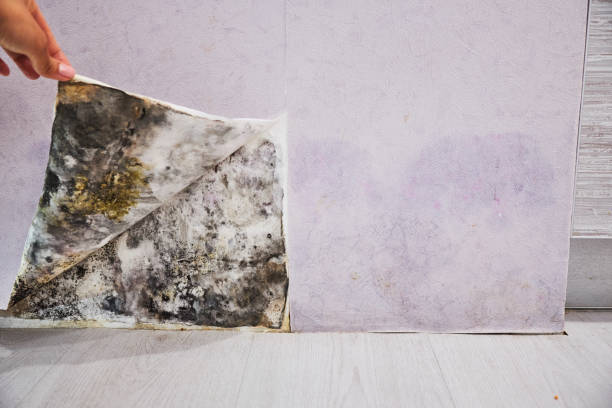 Best Certified Mold Removal  in Ridgecrest, CA